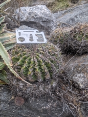 Trichocereeae