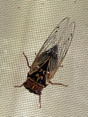 Auritibicen japonicus