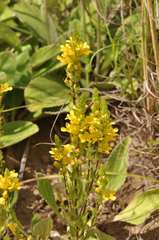 Alectra sessiliflora sessiliflora