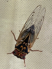 Auritibicen japonicus