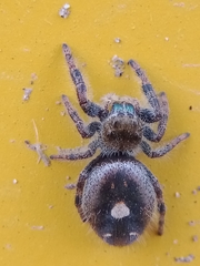 Phidippus audax