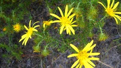 Cullumia carlinoides