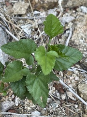 Hibiscus ribifolius