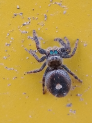Phidippus audax