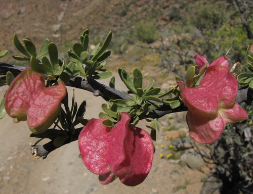 Nymania capensis (Thunb.) Lindb.