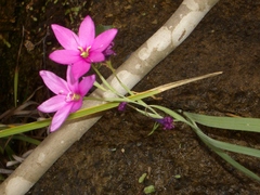 Hesperantha scopulosa