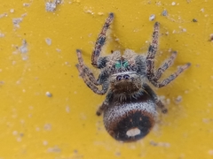 Phidippus audax
