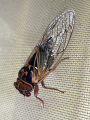 Auritibicen japonicus