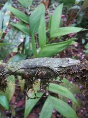 Anolis proboscis