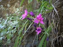 Hesperantha scopulosa