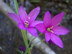 Hesperantha scopulosa