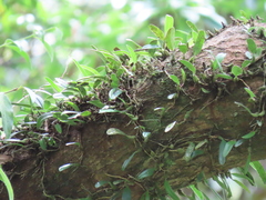 Bulbophyllum melanoglossum