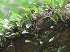 Bulbophyllum melanoglossum