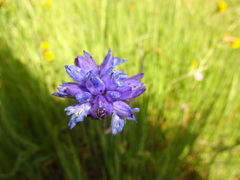 Dipterostemon capitatus