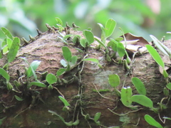 Bulbophyllum melanoglossum