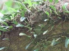 Bulbophyllum melanoglossum