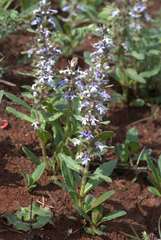 Ajuga ophrydis