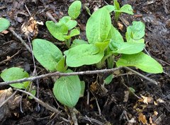 Doronicum austriacum