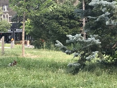 Sciurus carolinensis