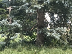 Sciurus carolinensis