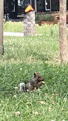 Sciurus carolinensis