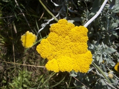 Helichrysum umbraculigerum