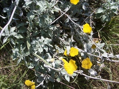 Helichrysum umbraculigerum