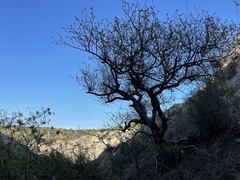 Bursera cerasiifolia