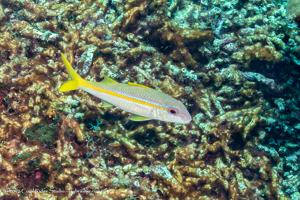 Yellow Goatfish (Saltwater Fish of Louisiana) · iNaturalist