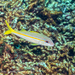 Yellow Goatfish - Photo (c) Jay Brasher, some rights reserved (CC BY), uploaded by Jay Brasher