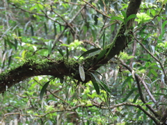 Bulbophyllum japonicum