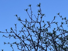 Bursera cerasiifolia