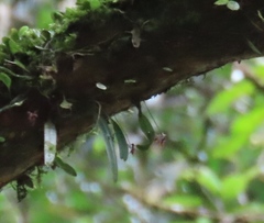 Bulbophyllum japonicum