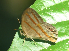 Euptychia