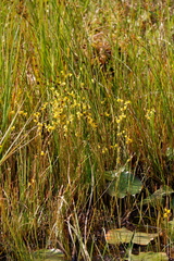 Utricularia juncea