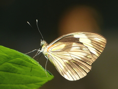 Pieriballia