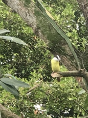 Pitangus sulphuratus