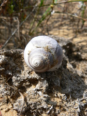 Trigonephrus