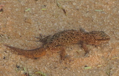 Pachydactylus capensis