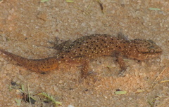 Pachydactylus capensis