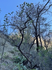 Nahuatlea arborescens