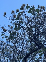 Nahuatlea arborescens