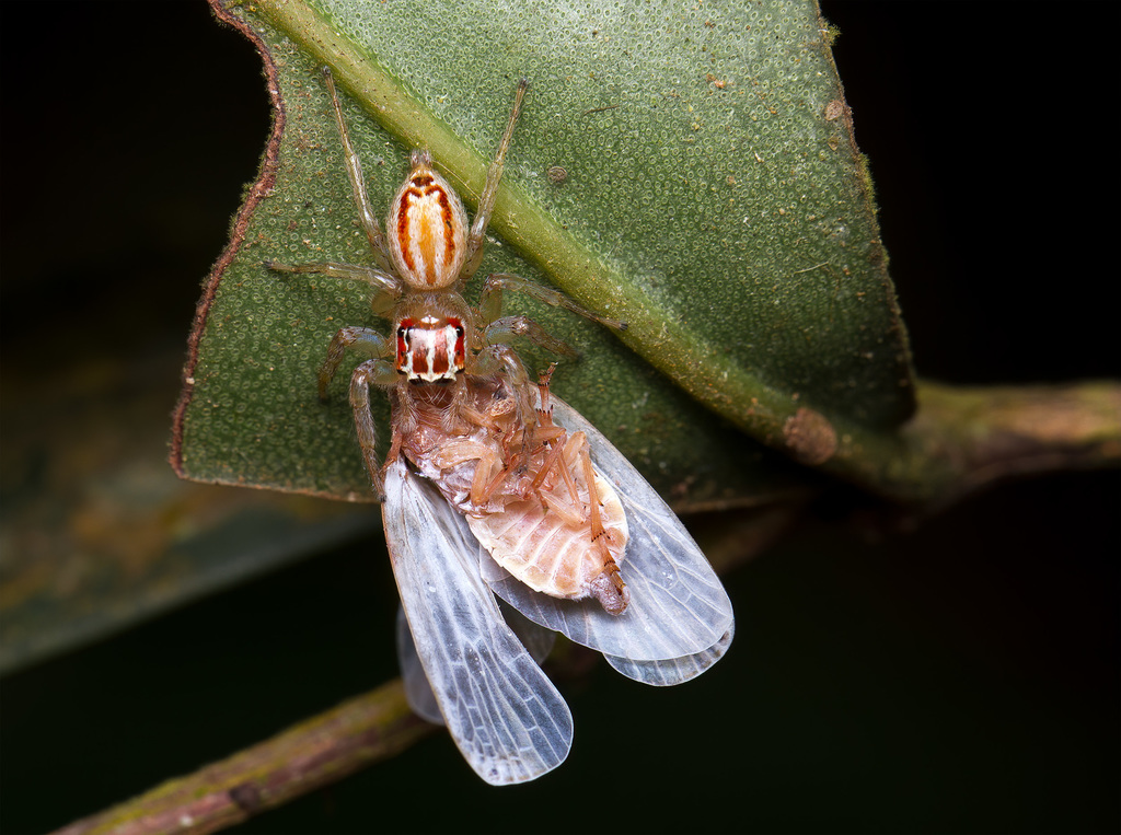Bchira Insecte Chira from Nova Ubiratã, MT, 78888-000, Brasil on January 20, 2021 at ...