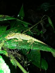 Anolis aequatorialis