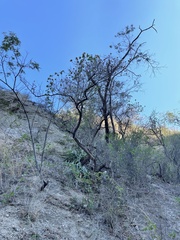 Nahuatlea arborescens