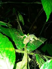 Anolis aequatorialis