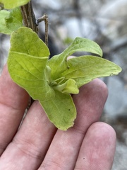 Nahuatlea arborescens