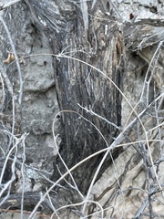Nahuatlea arborescens
