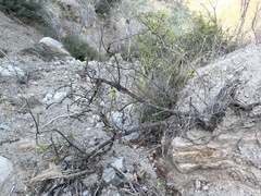 Nahuatlea arborescens