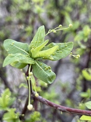 Bursera cerasiifolia